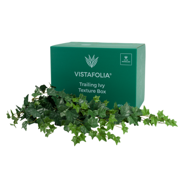 Trailing Ivy