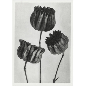 Framed Seed Pod Print